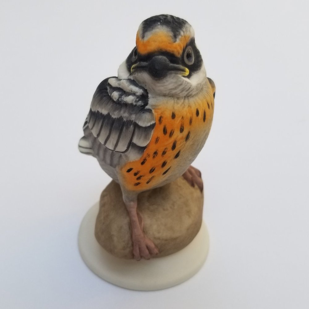 Boehm "Fledgling Blackburnian Warbler" 478
